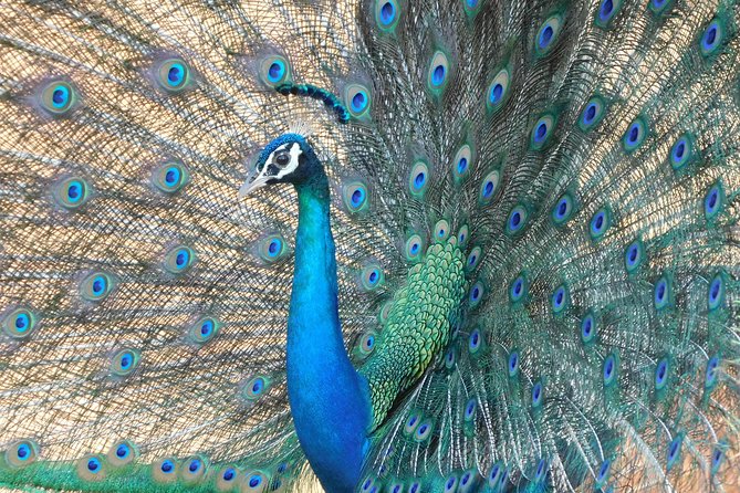 Udawalawe National Park Safari Tour With Natural Beauty - Booking Information