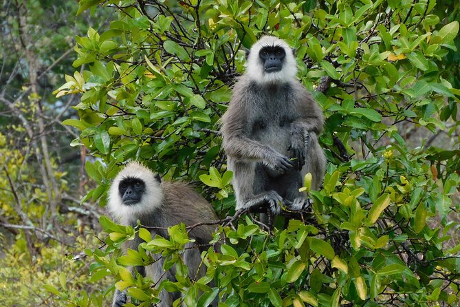 Udawalawe National Park Safari Tour With Natural Beauty - Park Highlights
