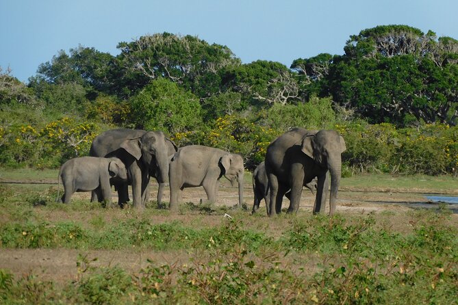 Udawalawe National Park Safari Tour With Natural Beauty - Wildlife Sightings