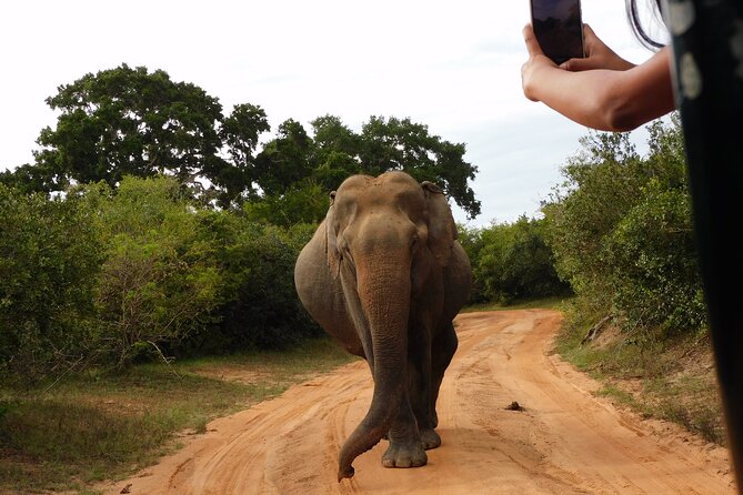 Udawalawe National Park Safari Tour With Natural Beauty - Traveler Experiences