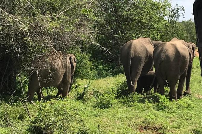 Udawalawe National Park Safari Trip From Ella - Traveler Reviews and Ratings