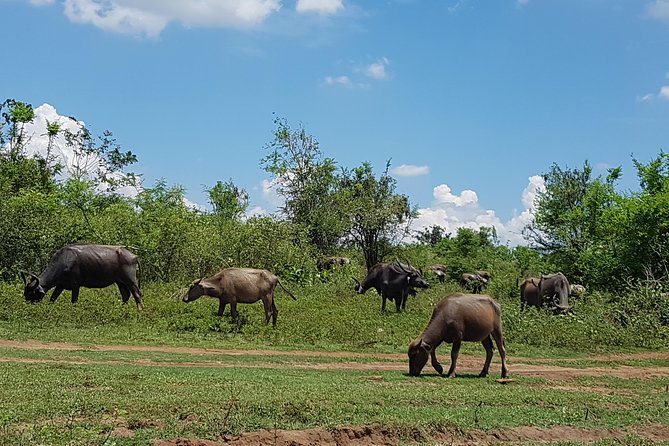 Udawalawe National Park Safari Trip From Galle/Mirissa/Ella - Positive Customer Testimonials