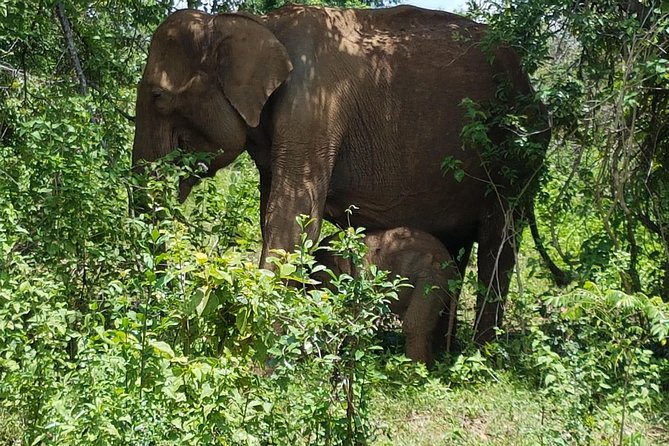 Udawalawe National Park Safari Trip From Galle/Mirissa/Ella - Tour Flexibility and Expertise