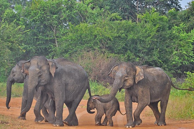 Udawalawe National Park Safari With Elephant Transit Home Visit - Diverse Wildlife Sightings