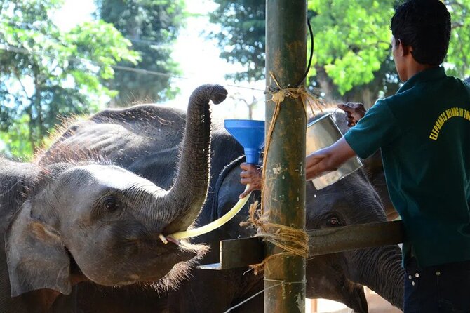 Udawalawe National Park Safari With Elephant Transit Home Visit - Visitor Information and Accessibility