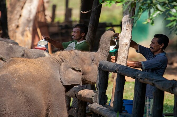 Udawalawe National Park Safari With Elephant Transit Home Visit - Park Rules and Regulations