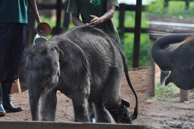 Udawalawe National Park Safari With Elephant Transit Home Visit - Safari Experience and Highlights
