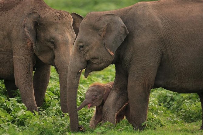 Udawalawe National Park Safari With Elephant Transit Home Visit - Getting the Most From Your Visit