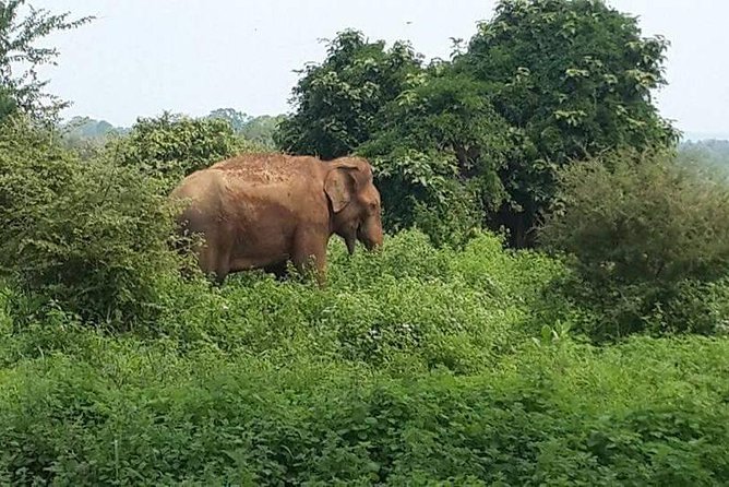 Udawalawe National Park Safari With Naturalist - Transportation and Accessibility