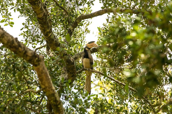 Udawalawe National Park Safari With Naturalist - Inclusions and Pricing