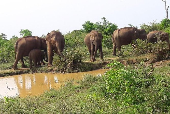 Udawalawe National Park Safari With Naturalist - Booking and Cancellation Policy