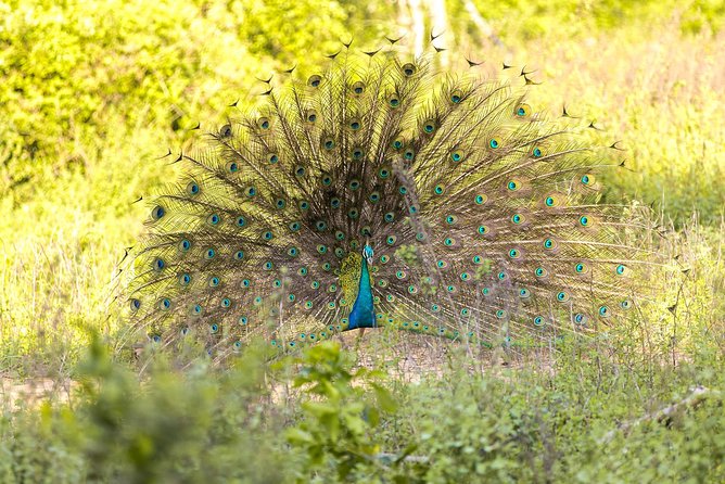 Udawalawe National Park Safari With Naturalist - Visitor Feedback and Testimonials