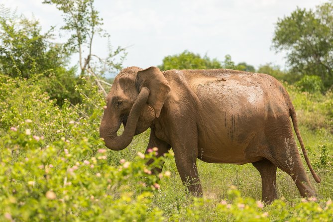Udawalawe National Park Safari With Naturalist - Nearby Attractions and Experiences