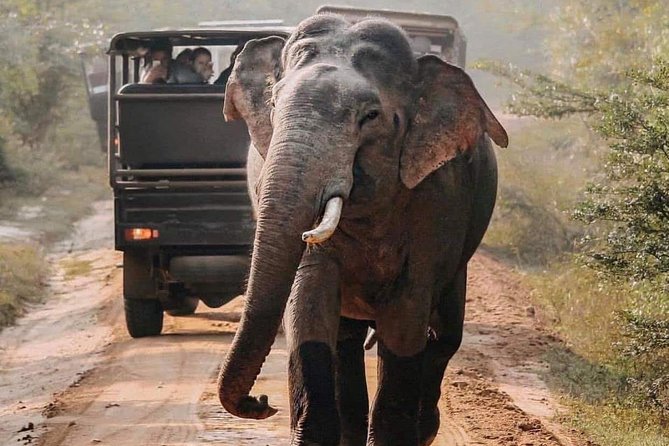 Udawalawe National Park Safari With Private Driver-Jeep and Enter Ticket - Safari Options
