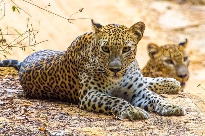 Udawalawe National Park Safari With Private Driver-Jeep and Enter Ticket - Wildlife and Park Information