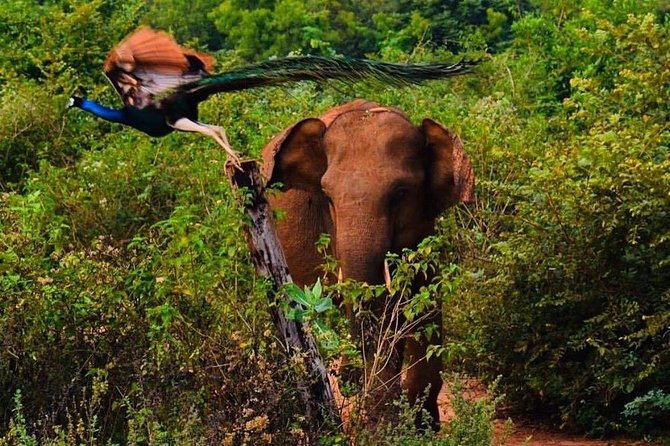 Udawalawe National Park Safari With Private Driver-Jeep and Enter Ticket - Reviews and Feedback