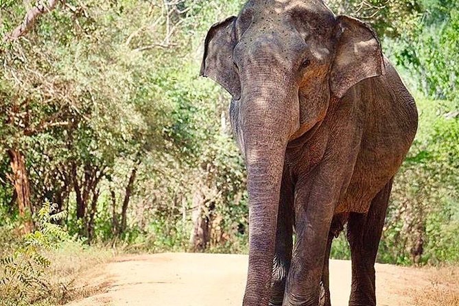 Udawalawe National Park Safari With Private Driver-Jeep and Enter Ticket - Safari Highlights