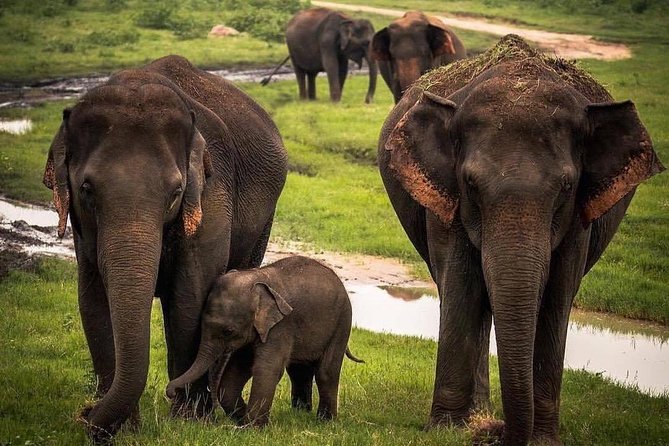 Udawalawe National Park Safari With Private Driver-Jeep and Enter Ticket - Booking and Customization