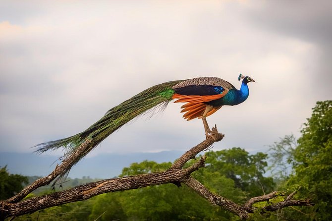 Udawalawe National Park Safari With Transfers From Colombo - Guide and Driver Services