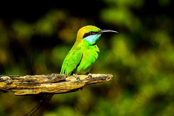 Udawalawe National Park Safari With Transfers From Colombo - Accessibility and Restrictions