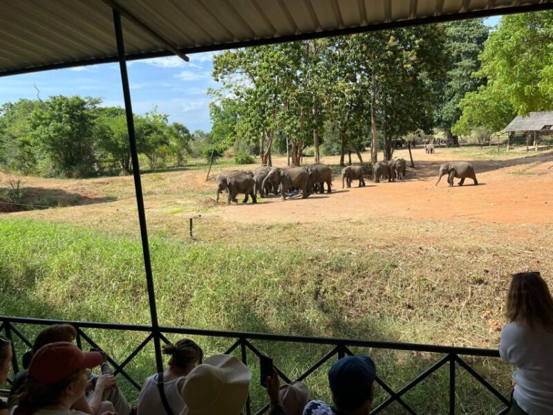 Udawalawe National Park Wildlife Safari From Bentota - Itinerary and Experience