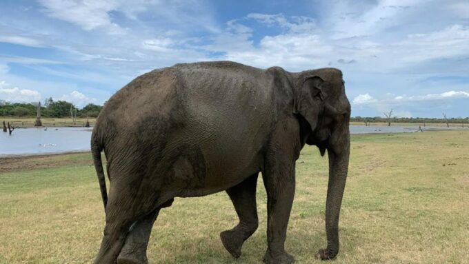 Udawalawe National Park Wildlife Safari From Bentota - Booking and Cancellation Policy