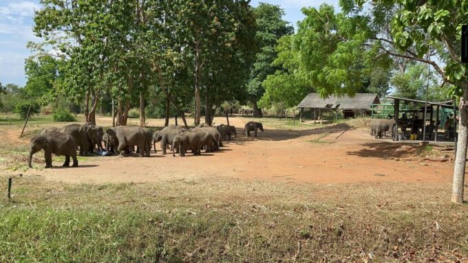 Udawalawe National Park Wildlife Safari From Hambantota - Frequently Asked Questions