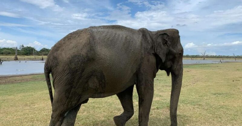 Udawalawe National Park Wildlife Safari From Kaluthara - Itinerary and Experience