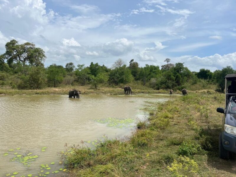 Udawalawe National Park Wildlife Safari From Kaluthara - Highlights of Udawalawe National Park