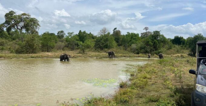 Udawalawe National Park Wildlife Safari From Mirissa - Practical Information and Tips
