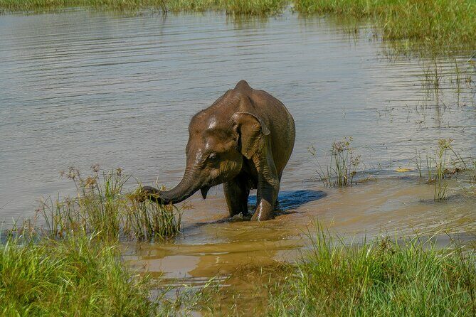 Udawalawe National Park Wildlife Safari Tours - Practical Details and Tips