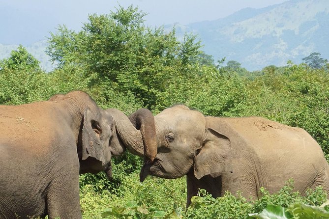 Udawalawe National Park With Elephant Transit Home From Colombo - Price and Cancellation