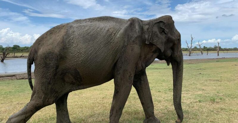 Udawalawe National Park With Safari Jeep & Entrance Ticket - Key Points