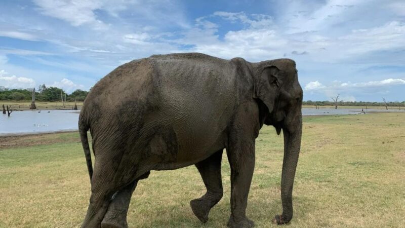 Udawalawe National Park With Safari Jeep & Entrance Ticket - Udawalawe National Park