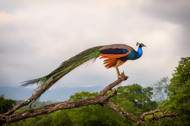 Udawalawe: Private Safari All Inclusive Day Trip With Lunch - Key Points