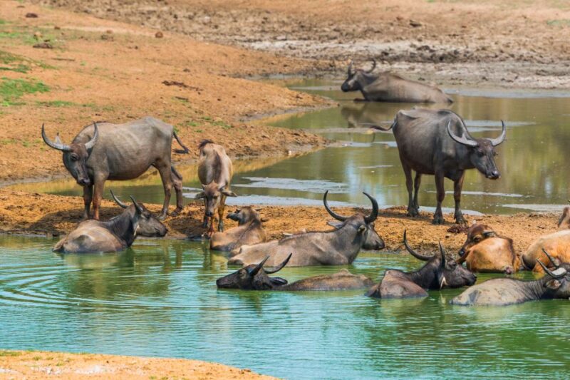 Udawalawe: Private Safari All Inclusive Day Trip With Lunch - Customer Reviews and Ratings
