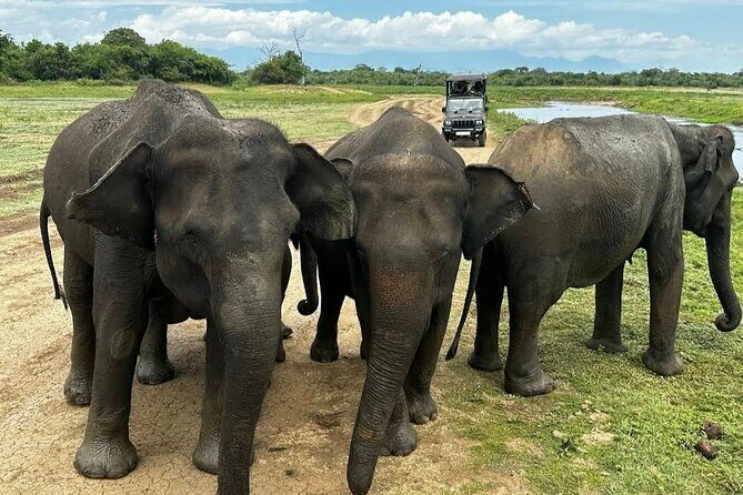 Udawalawe Safari Adventure - An In-Depth Look at the Udawalawe Safari Adventure