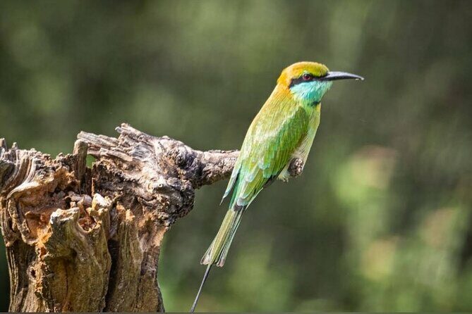 Udawalawe Safari Adventure - The Sum Up