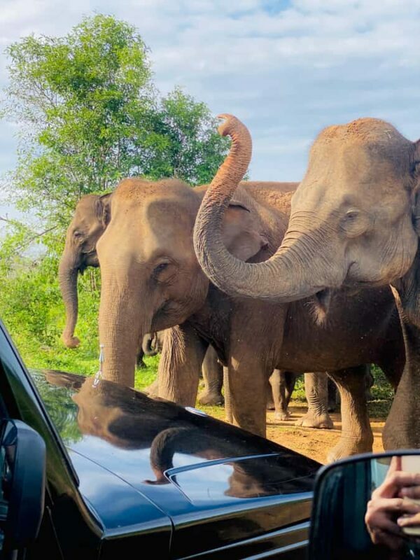 Udawalawe Safari All Inclusive Park Entrance, Jeep & Meals - What You Can Expect from the Experience