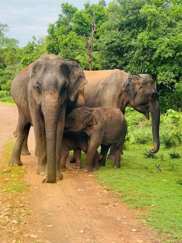 Udawalawe Safari All Inclusive Park Entrance, Jeep & Meals - FAQ