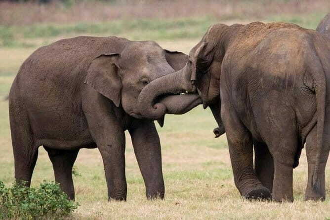 Udawalawe Safari & Baby Elephants Visit from Hambantota Port - Key Points
