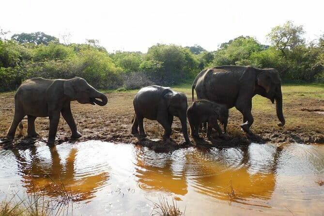 Udawalawe Safari & Baby Elephants Visit from Hambantota Port - An Honest Breakdown of the Experience