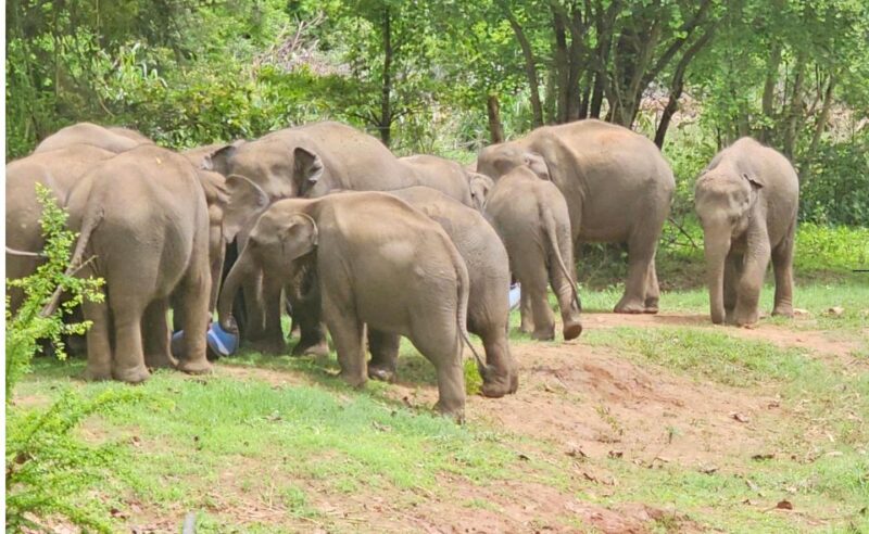 Udawalawe Safari Day Tour From Bentota/Aluthgama/Ahungalla - Key Points