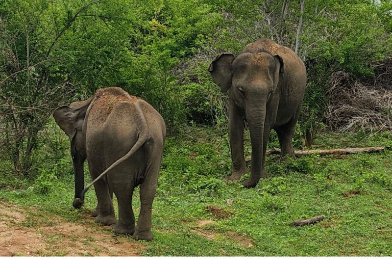 Udawalawe Safari Day Tour From Bentota/Aluthgama/Ahungalla - Inclusions and Itinerary