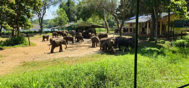 Udawalawe Safari Day Tour From Bentota/Aluthgama/Ahungalla - Pickup and Drop-off Details