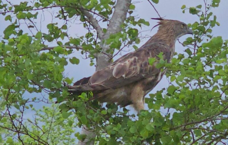 Udawalawe Safari Day Tour From Bentota/Aluthgama/Ahungalla - Tour Highlights