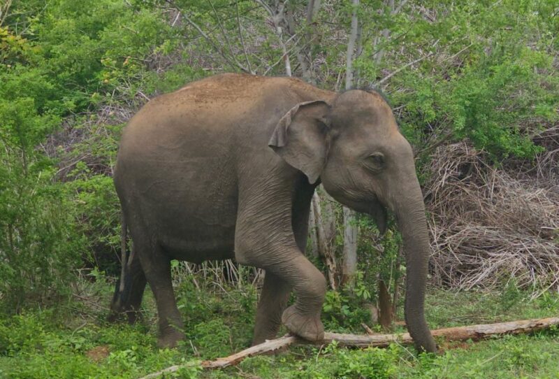 Udawalawe Safari Day Tour From Bentota/Aluthgama/Ahungalla - Private Tours Available