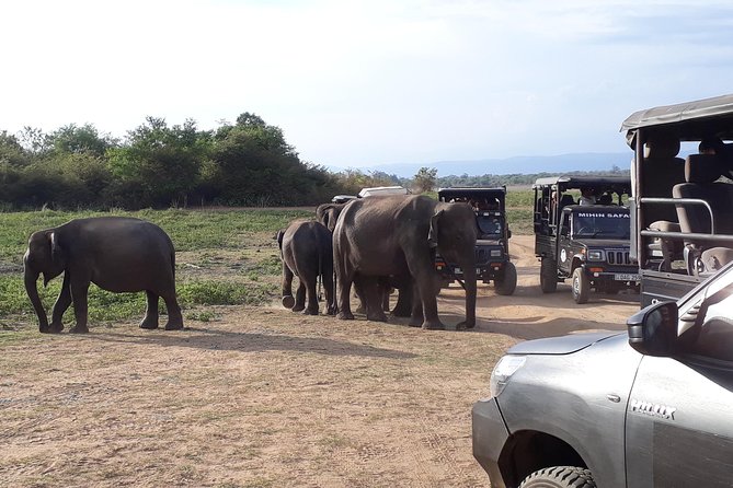 Udawalawe Safari Day Tour From Kandy - Experienced English-speaking Driver