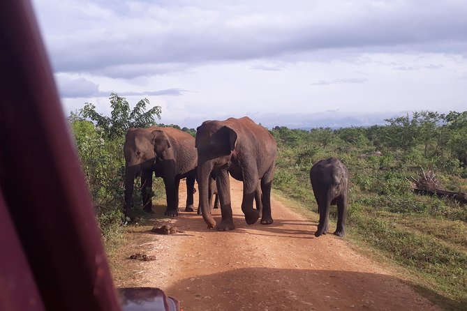 Udawalawe Safari Day Tour From Kandy - Traveler Reviews and Ratings