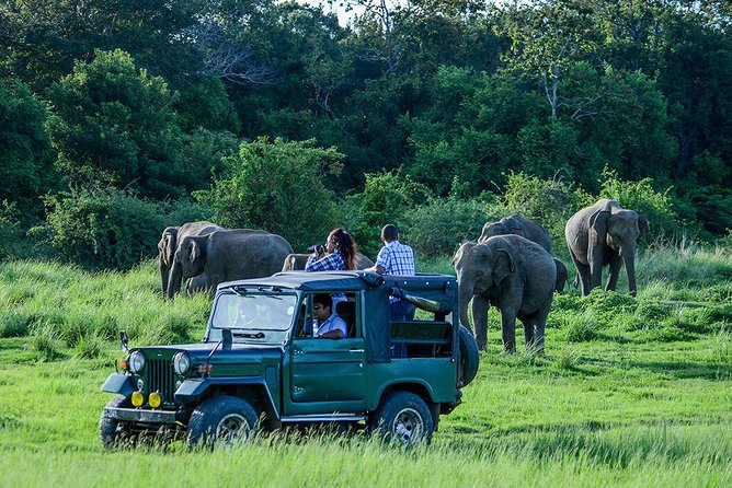Udawalawe Safari Day Trip From Galle/Unawatuna/Ahangama/Weligama - Reviews and Feedback